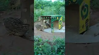 Amazing bird traps, the best quail trap #shorts #create #traps