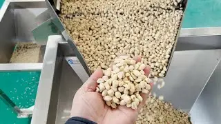Air Peanut Blancher Test Blanching Section 99.2% high blanching rate experiement air peanut blancher