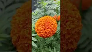 Marigold Orange# Vibrant #African Marigold