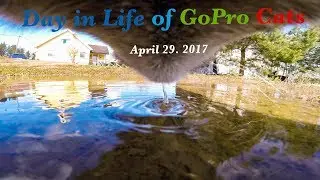 GoPro cats : 29 April 2017