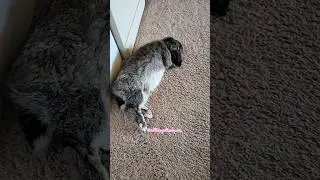 What a life! 🐾🐇#bunny #rabbitowner #furbaby #furry #furrybaby #rabbit #fypviral #fyp #freeroam