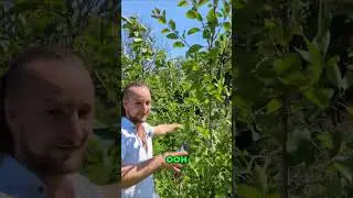 Секреты летней обрезки для более здорового роста косточковых плодовых деревьев