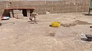 iba Montana gans