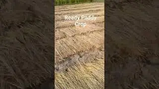 Ready Paddy Crops @yosfarm #paddy #paddycrops #paddy1121 #paddydoyle
