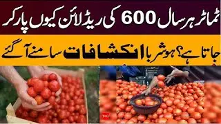 Why Do Tomato Prices Cross 600 Every Year? | NBTV92 News |