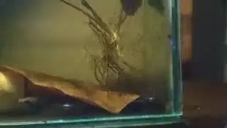 Betta Kuehnei