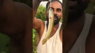 Epic Canal Catch! Uttam Dada&rsquo;s Snakehead Stuns Tarito 🌊🐟🔥