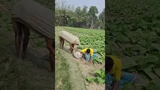 The cow came from behind and overturned the pot.
