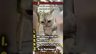 Cats Caught on Security Cameras! 🕵️&zwj;♂️📹