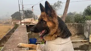 #germanshepherd #best guard dog#obidient #friendly natural #good to go with him