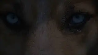 WOLF Moon Meditation Music shamanic Full Moon drumming shaman journey wolf meditation