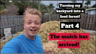 Turning my backyard into a food forest! Part 4