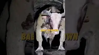 These Baby Animals Turn Into Absolute Beasts! 🐣➡️🐆😱