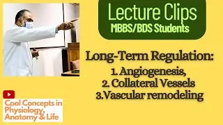 Long-Term Regulation of Local Blood Flow: Angiogenesis, Collateral Vessels Vascular remodeling