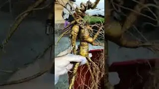 Premium  Forest-Grown Ginseng | Natural Energy Boost Supplement | Larage Size Fresh Ginseng Roots