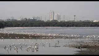 Flamingos Huge Congregation at Sewri creek, Mumbai