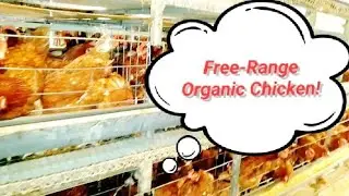 Natural Chicken Farming in Bangladesh | Free-Range Organic Poultry | Golden Chicken Farm BD
