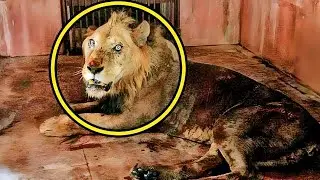 Rescued Circus Lions Touch Grass For The First Time In 10 Years....