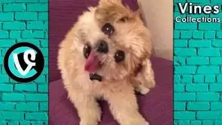 Marnie The Dog Vines | Best Vine Compilation May 2016 | with TITLE