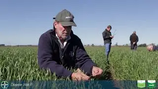 How to Control Wheat Disease | Bayer Disease watch