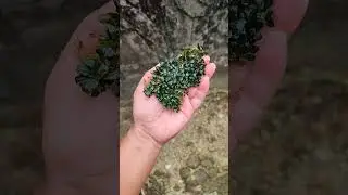 #music #cover #bucephalandra #shortvideo #plants #shorts #aquascape #viralvideo #short