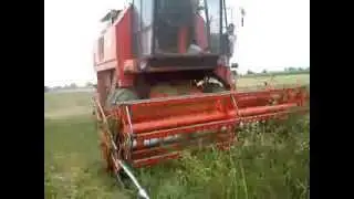Bób na ziarno 2013!!!