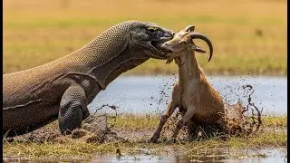 Komodo Dragon vs Goat: A mother&rsquo;s courage meets a predator that never lets go.
