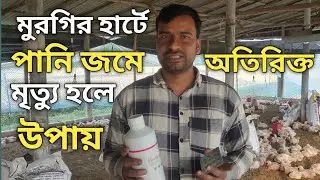 মুরগির হার্টে পানি জমে অতিরিক্ত মৃত্যুর কারণ হলে বাঁচার উপায়