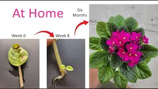 how to grow African Violet at home: Six months update