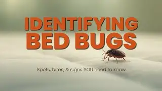 Как распознать и найти постельных клопов &mdash; The Bed Bug Detective
