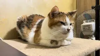 Purring Cat sound for Relaxation. Relax and Purr. Sweet Cat purring 120 Sweet video for relaxation 