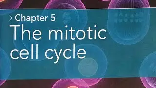 AS Bio Chapter 5 The Mitotic Cell Cycle 5.1 Replication and Division of Nuclei and Cells
