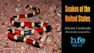 Arizona Coralsnake (Micruroides euryxanthus)
