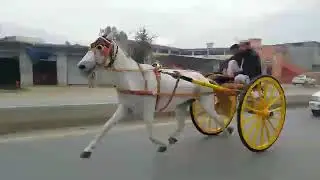 Horse Race Try Peshawar