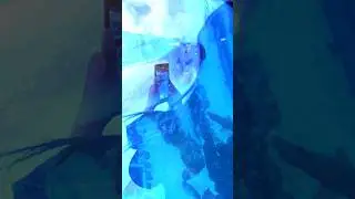Dubai Aquarium VIP Experience | World's Largest Indoor Aquarium