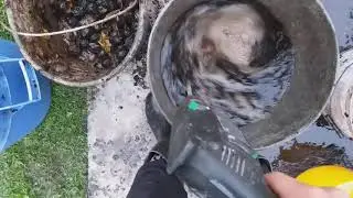 Di&oacute;burok tiszt&iacute;t&aacute;sa | Walnut cleaning at home fastly
