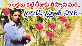 Dragon Fruit Farming In Telugu | How To Start Dragon Fruit Farming | Shiva Agri Clinic