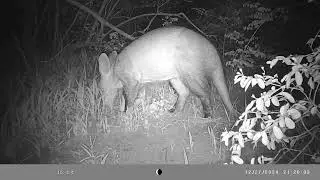 Aardvark December 27 2024 part 2