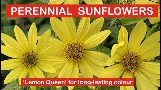 PERENNIAL SUNFLOWER &ndash; &lsquo;Lemon Queen&rsquo; for long-lasting flower colour
