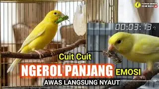 KENARI NGEROL PANJANG 