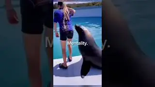 Sea lion&rsquo;s core😂 #viral #shortvideo #shorts #trend #trendingshorts #trending #funny #animals #sea