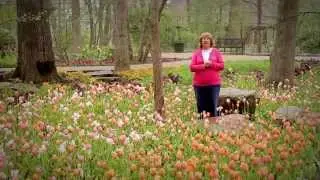 Garvan Woodland Gardens - GFTG 04 11 Tulips