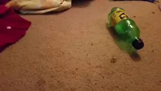 Ankhou Vs. wind up Easter chick!