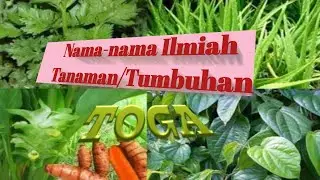 Nama-nama Ilmiah Tanaman/tumbuhan Part. TOGA