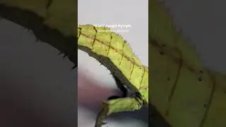 Heaviest Stick Insect- Giant Jungle Nymph