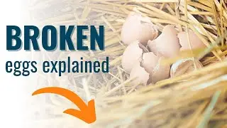 Why Your Laying Hens Need Oyster Shell