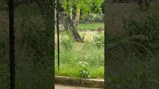 #zoo #kingofbirds #august28 #tiger #birdking #august28th #animals #allbirds #august28th2019 #nature