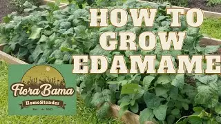 How I grow and harvest edamame.