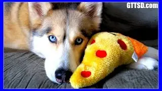 HUSKY STOLE THE PIZZA | PawPack UnBoxing 36