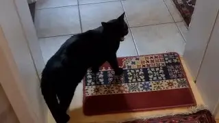 Baghira meckert wegen SchNEE und Dosi tanzt darauf...🐈👍